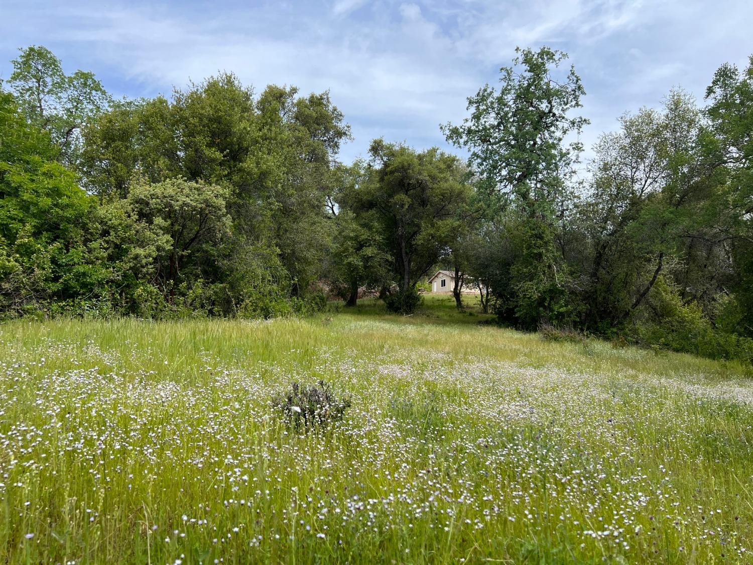 40809 Jean Road West Oakhurst, CA 93644 - Photo 11 of 39 a view of outdoor space and yard
