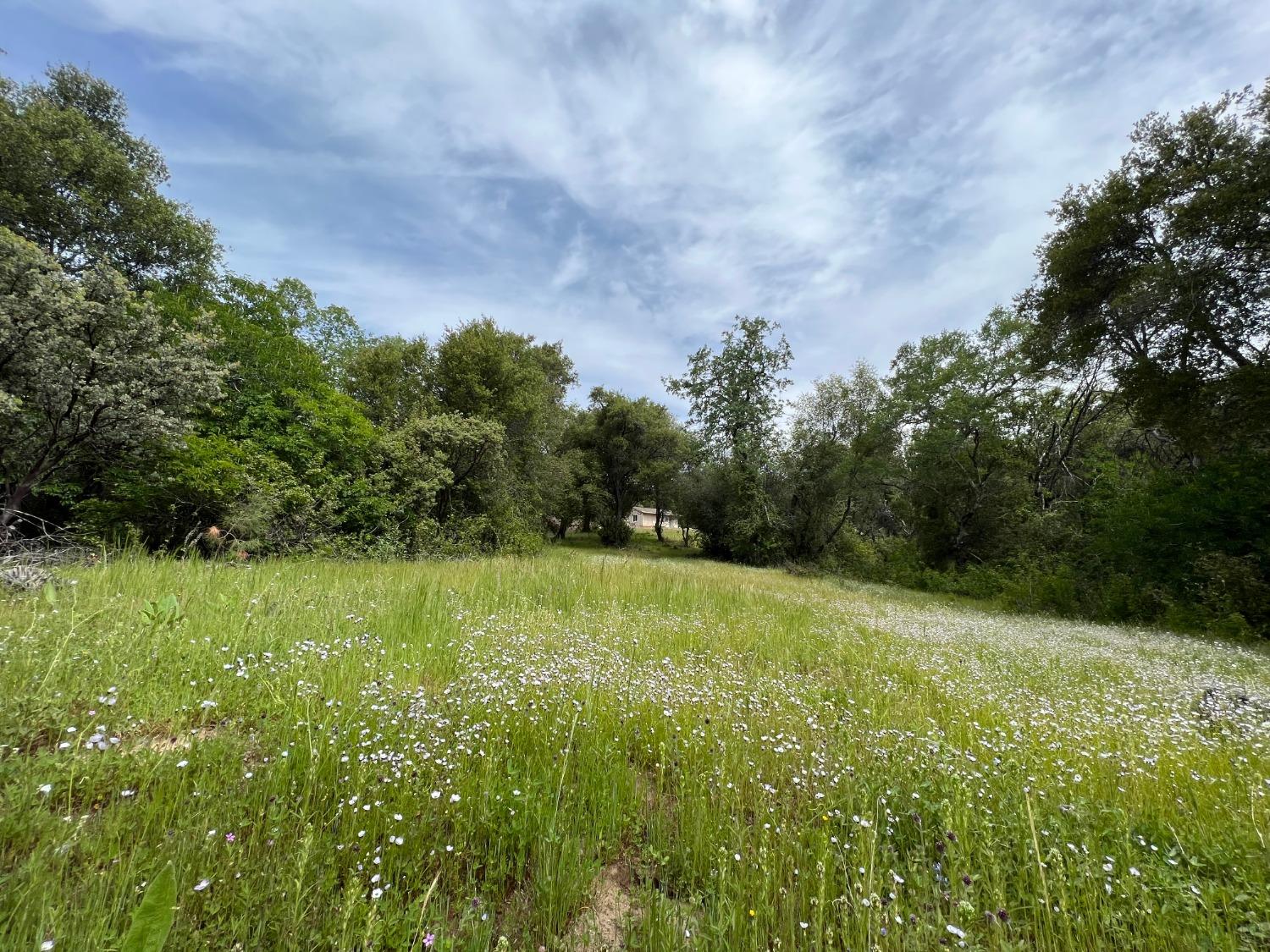 40809 Jean Road West Oakhurst, CA 93644 - Photo 10 of 39 a view of outdoor space and yard