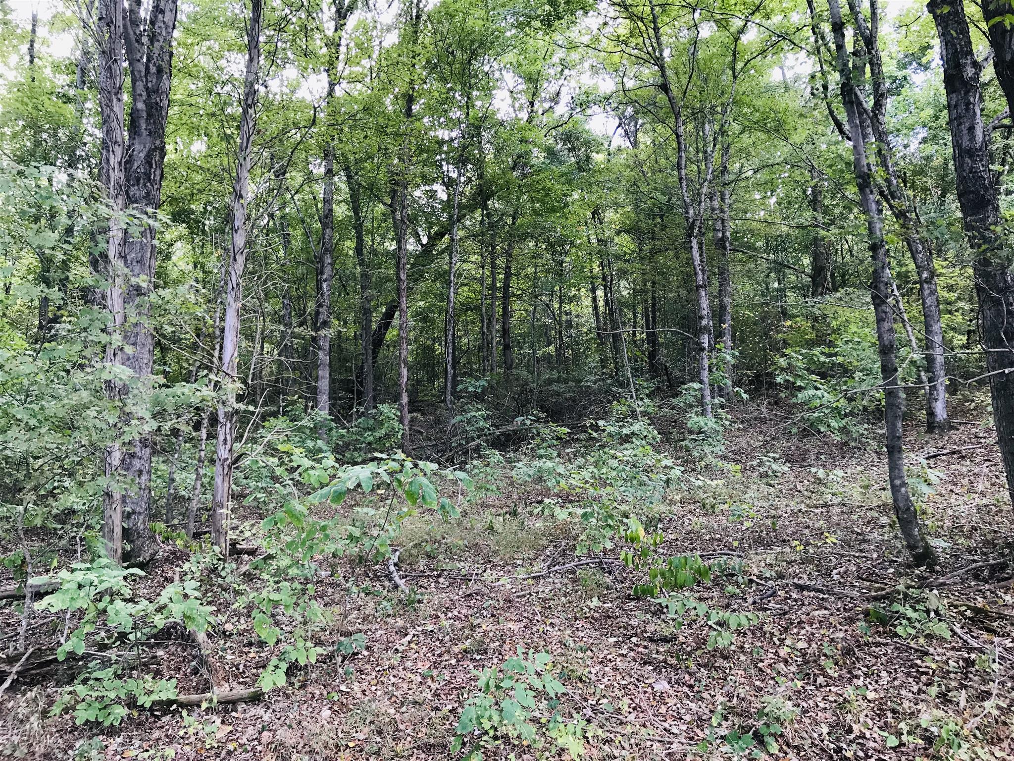 1675 Caney Branch Road Stewart, TN 37175 - Photo 4 of 6 a view of forest