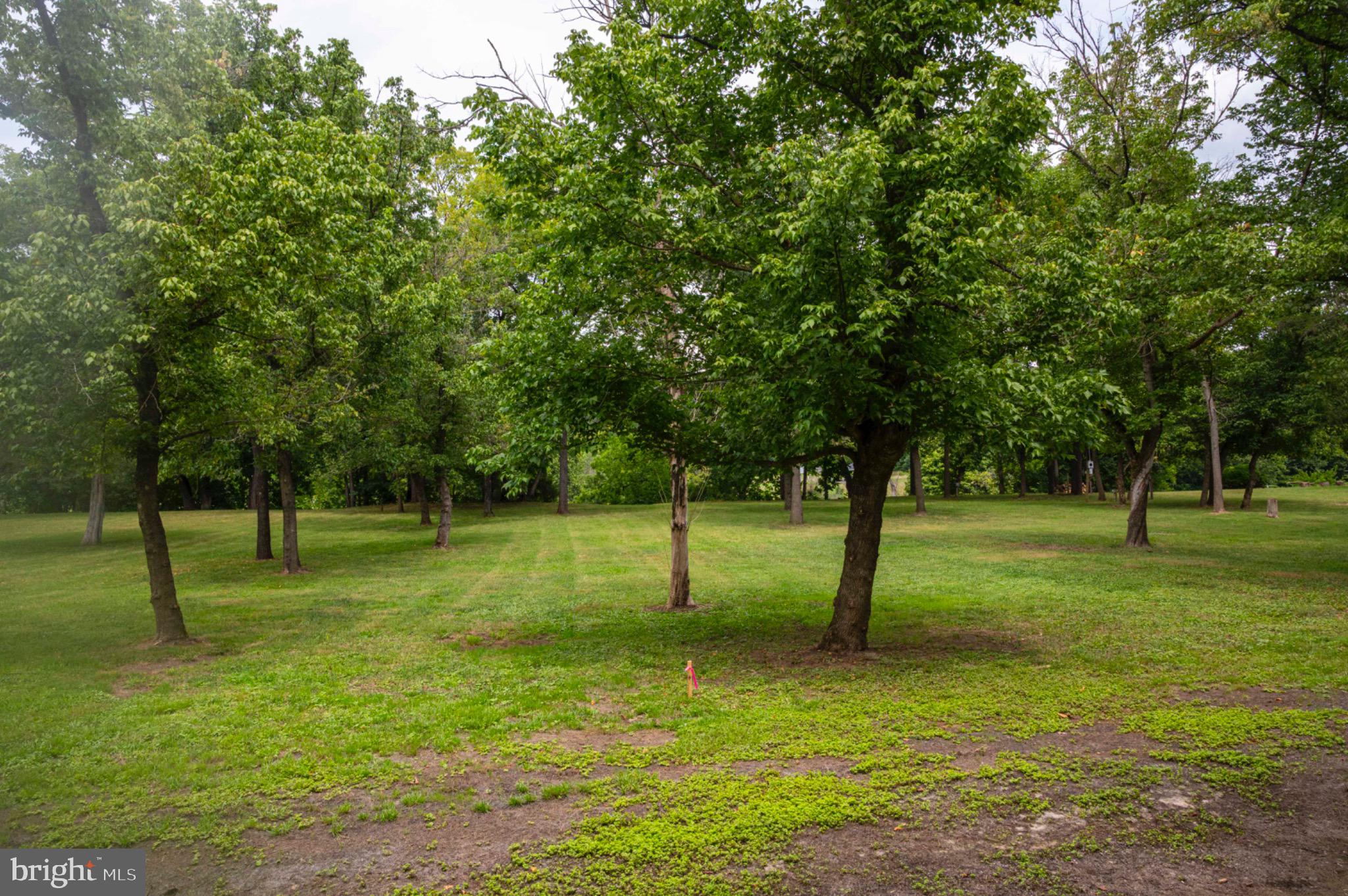 20 Burma Road Front Royal, VA 22630 - Photo 3 of 25 Lush green park-like setting with scattered trees.