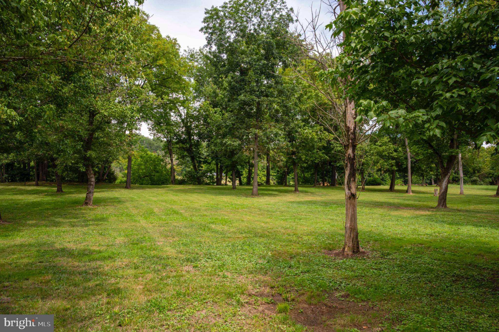 20 Burma Road Front Royal, VA 22630 - Photo 4 of 25 Lush green park-like setting with scattered trees.