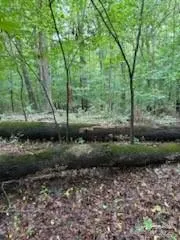 a view of a park with large trees