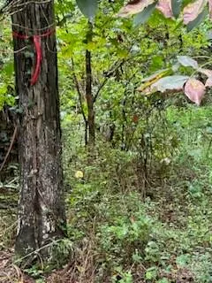 a close up of a plant