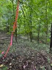 a view of a forest with a tree