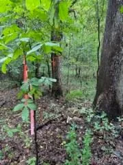 a view of a garden with a plants