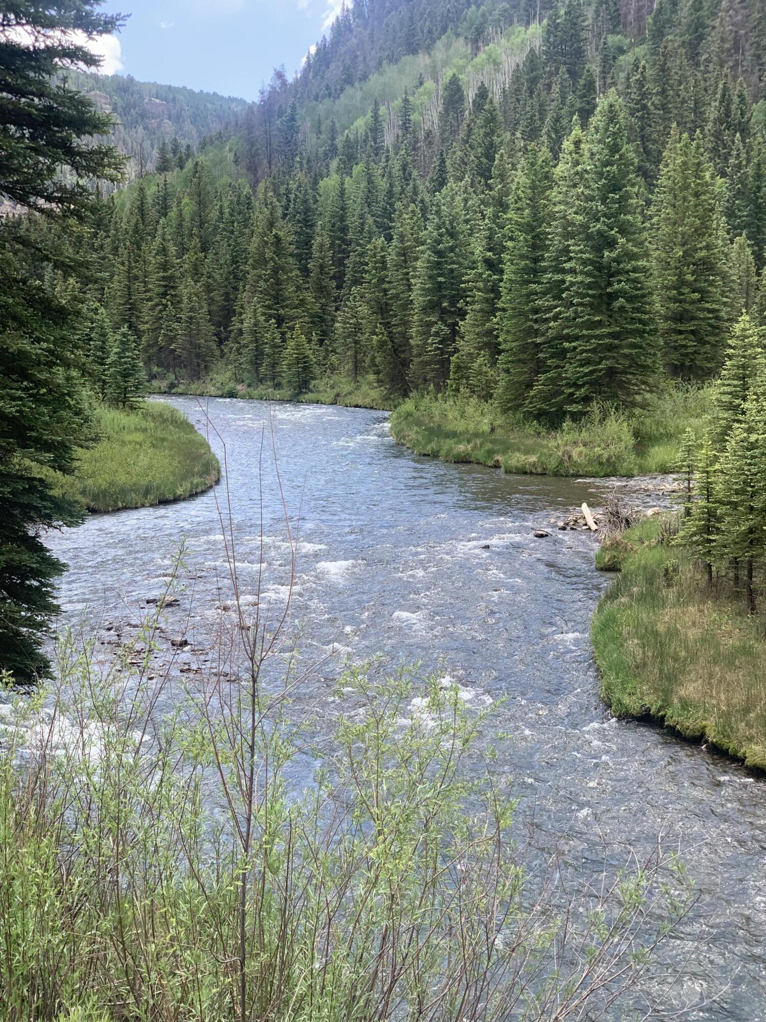 63 L Road Telluride, CO 81435 - Photo 4 of 15 a view of a yard with plants and a bench