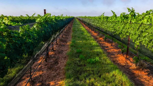 a view of a field with an ocean