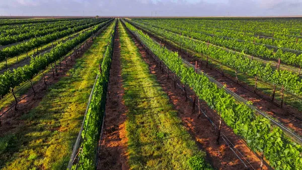 $2,950,000 | 374 Fm 1317, Tahoka, TX 79373