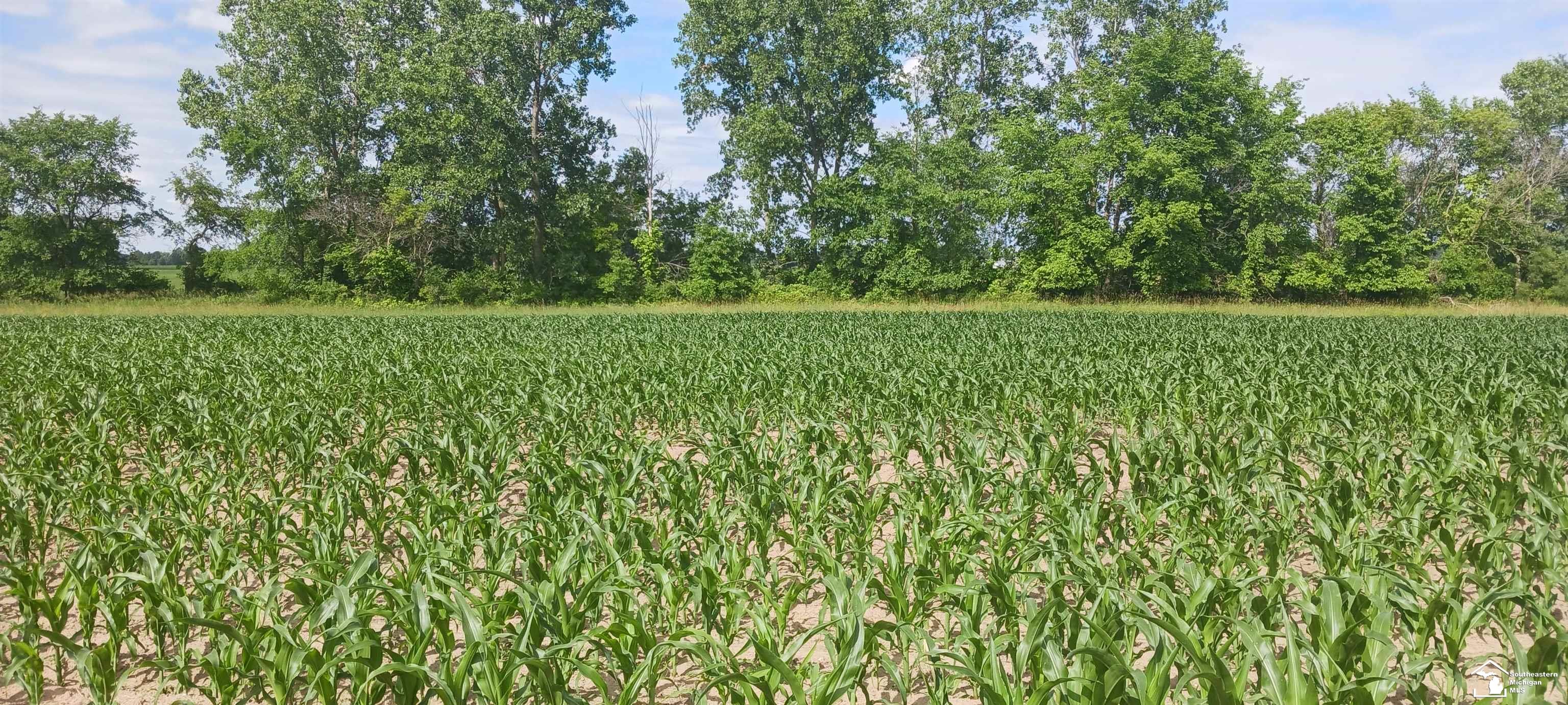9129 Hoffman Road Maybee, MI 48159 - Photo 4 of 9