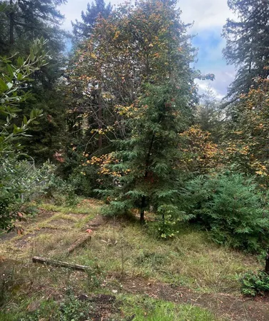 a view of a yard with plants and a tree