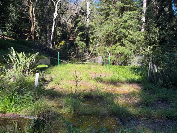 a view of a yard with plants and a bench