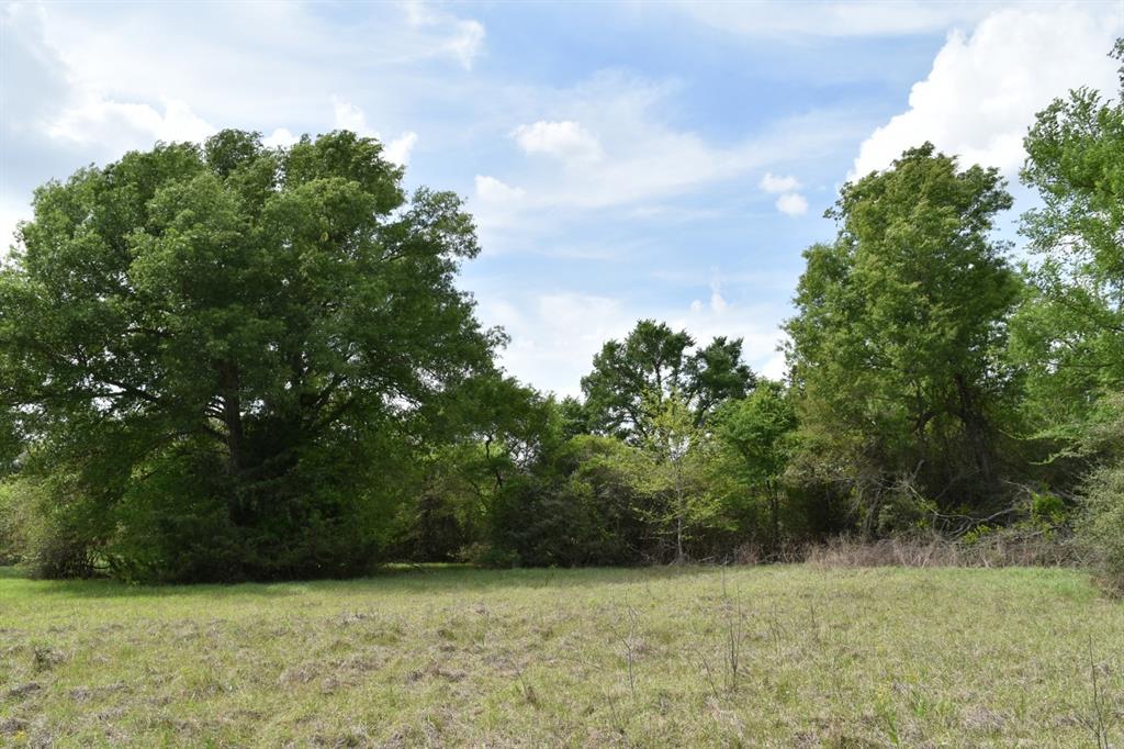 Tbd Mitchell Road Kosse, TX 76653 - Photo 5 of 30 View of tree filled area