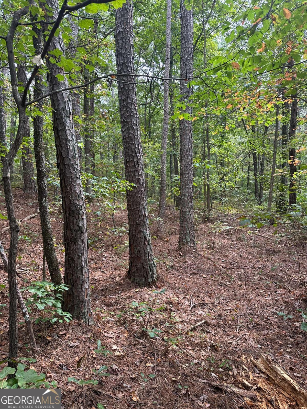 3834 Salacoa Road, Unit TRACT B Waleska, GA 30183 - Photo 8 of 12