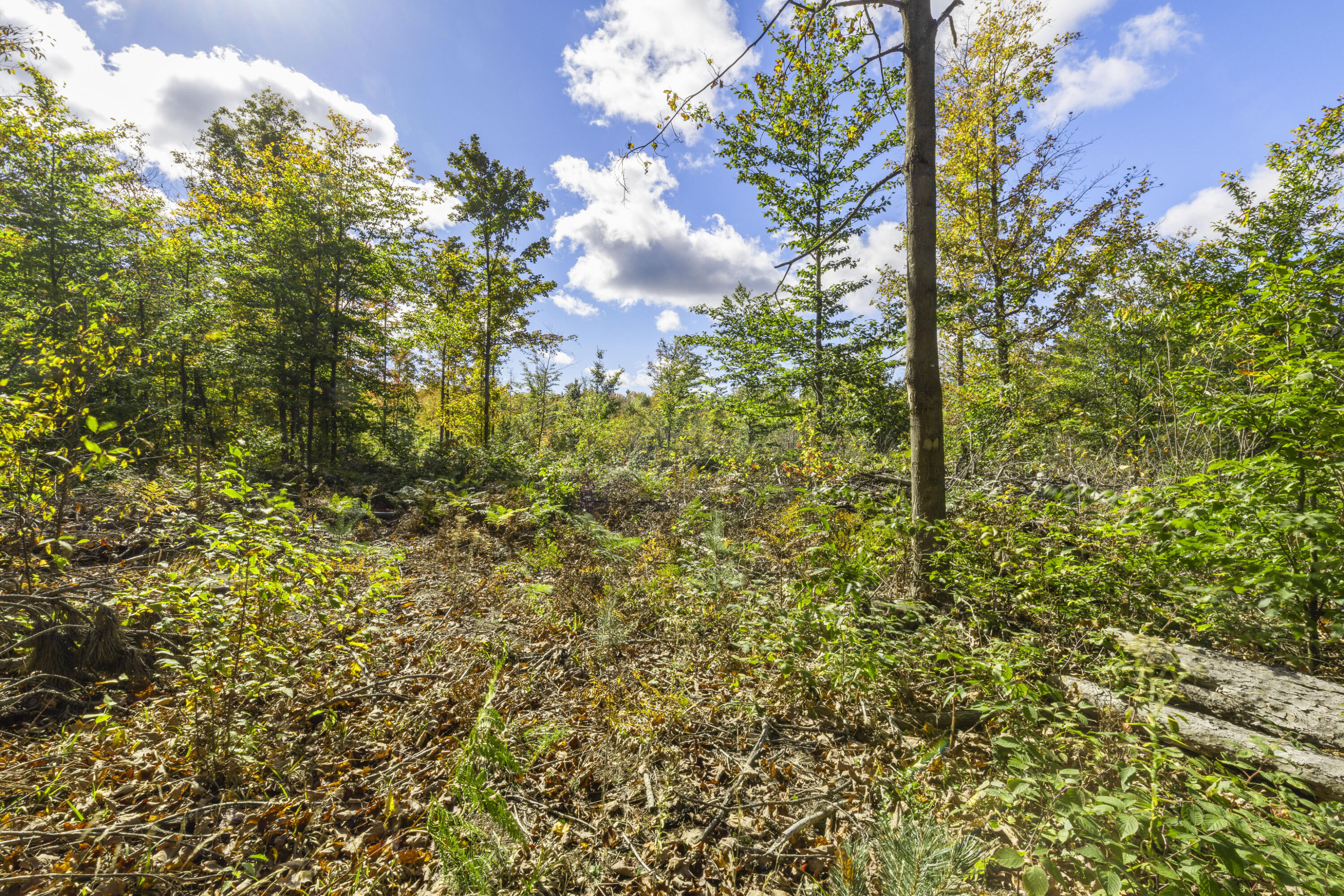 Parcel B Parcel B Homestead Road Beulah, MI 49617 - Photo 5 of 8 0S5A9603