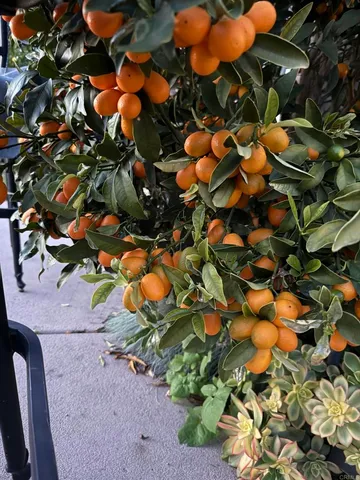 $5,500 | 438 Cota Lane, Vista, CA 92083