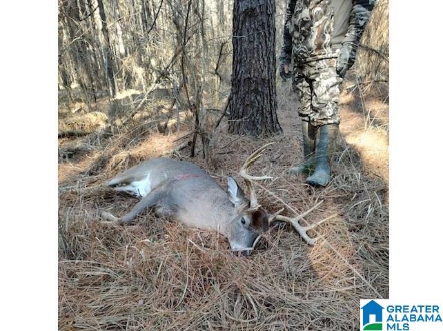 231 Us Highway Mathews, AL 36052 - Photo 18 of 22
