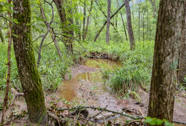 a backyard of a house with lots of green space