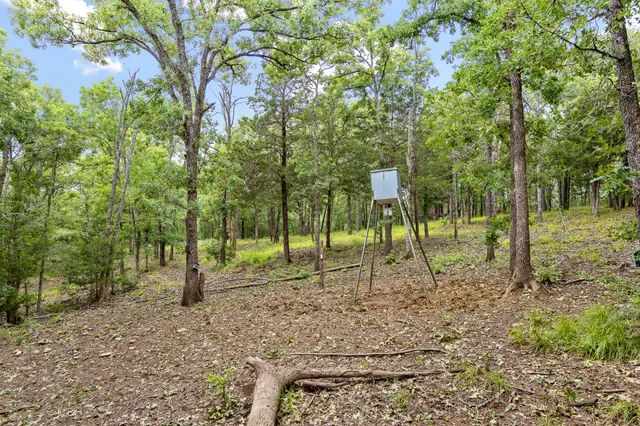 a view of a park with a tree