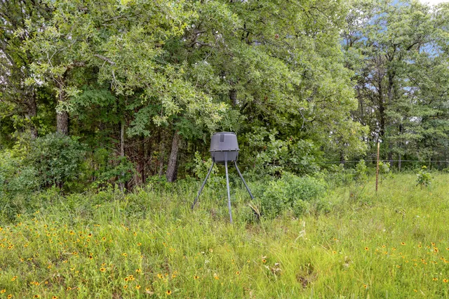a view of a bunch of trees and bushes