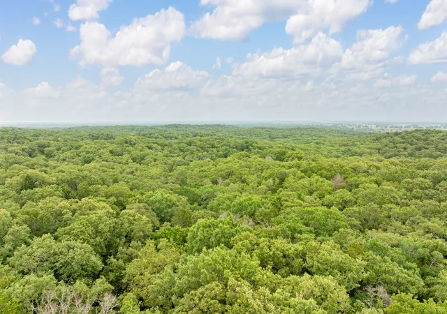 a view of a big yard with plants and large trees