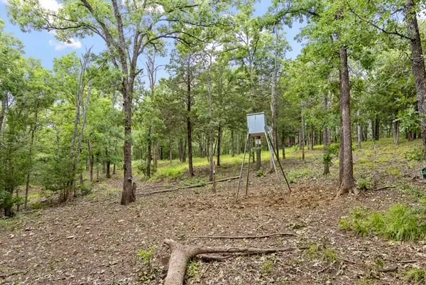 a view of a park with a tree
