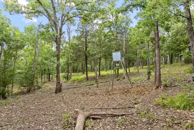 a view of a park with a tree