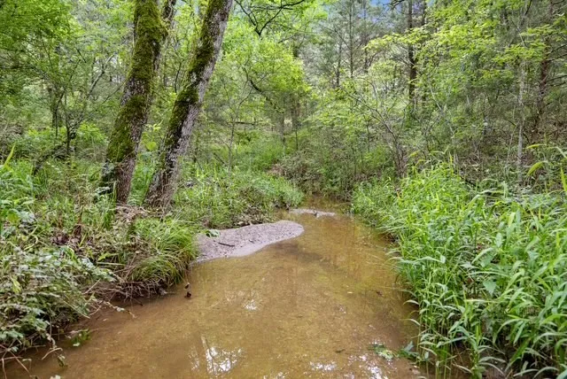 a view of a forest with a tree