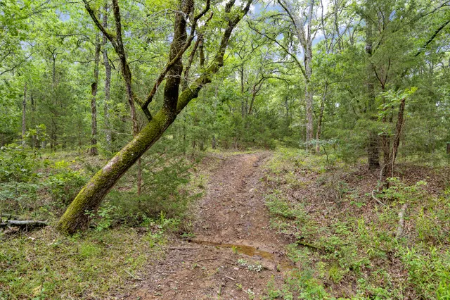 a view of a yard with plants and a bench