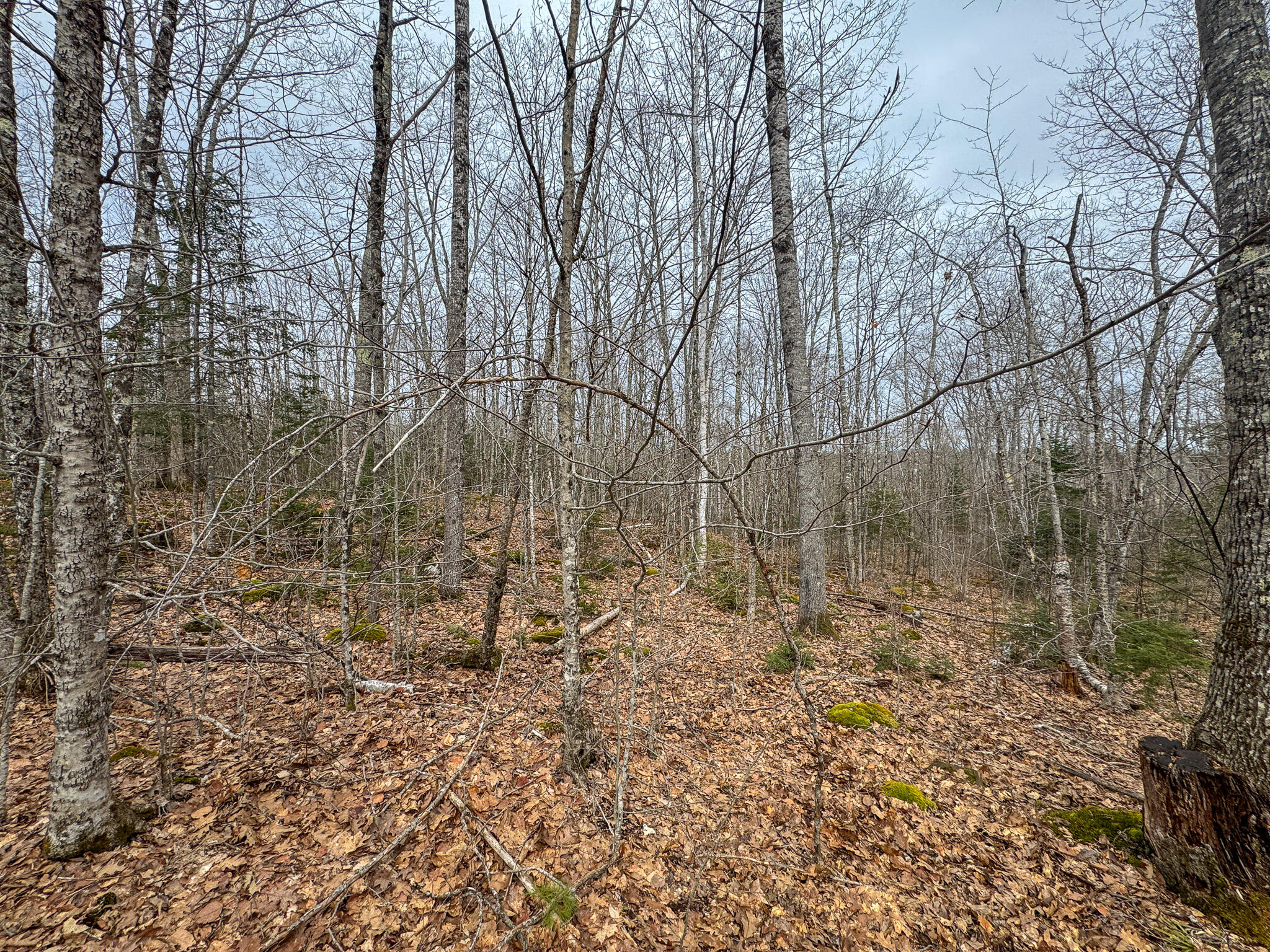 M11-l41 Clements Road Monroe, ME 04951 - Photo 20 of 27 IMG_1884