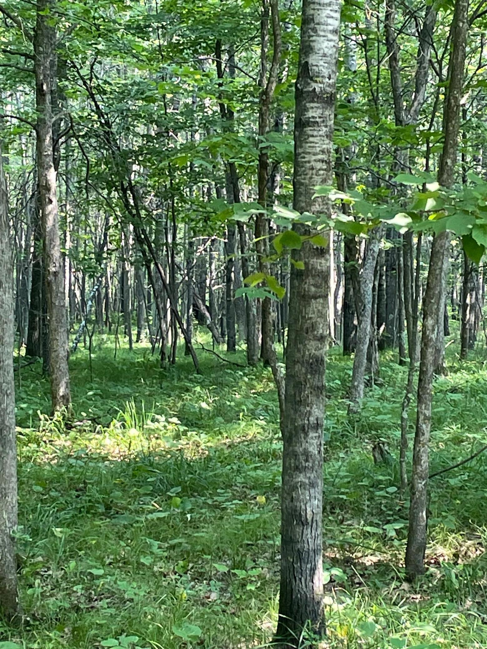 Tbd Doetch Lane Gordon, WI 54838 - Photo 43 of 93