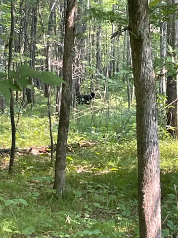 $399,900 | Tbd Doetch Lane, Gordon, WI 54838