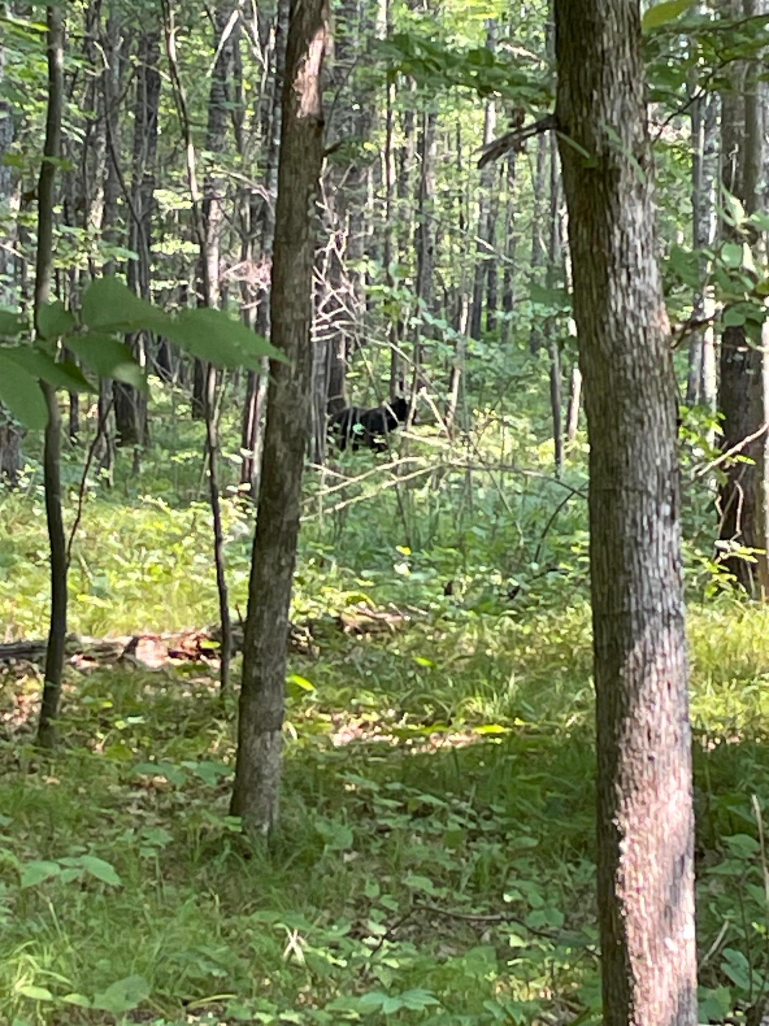 Tbd Doetch Lane Gordon, WI 54838 - Photo 45 of 93
