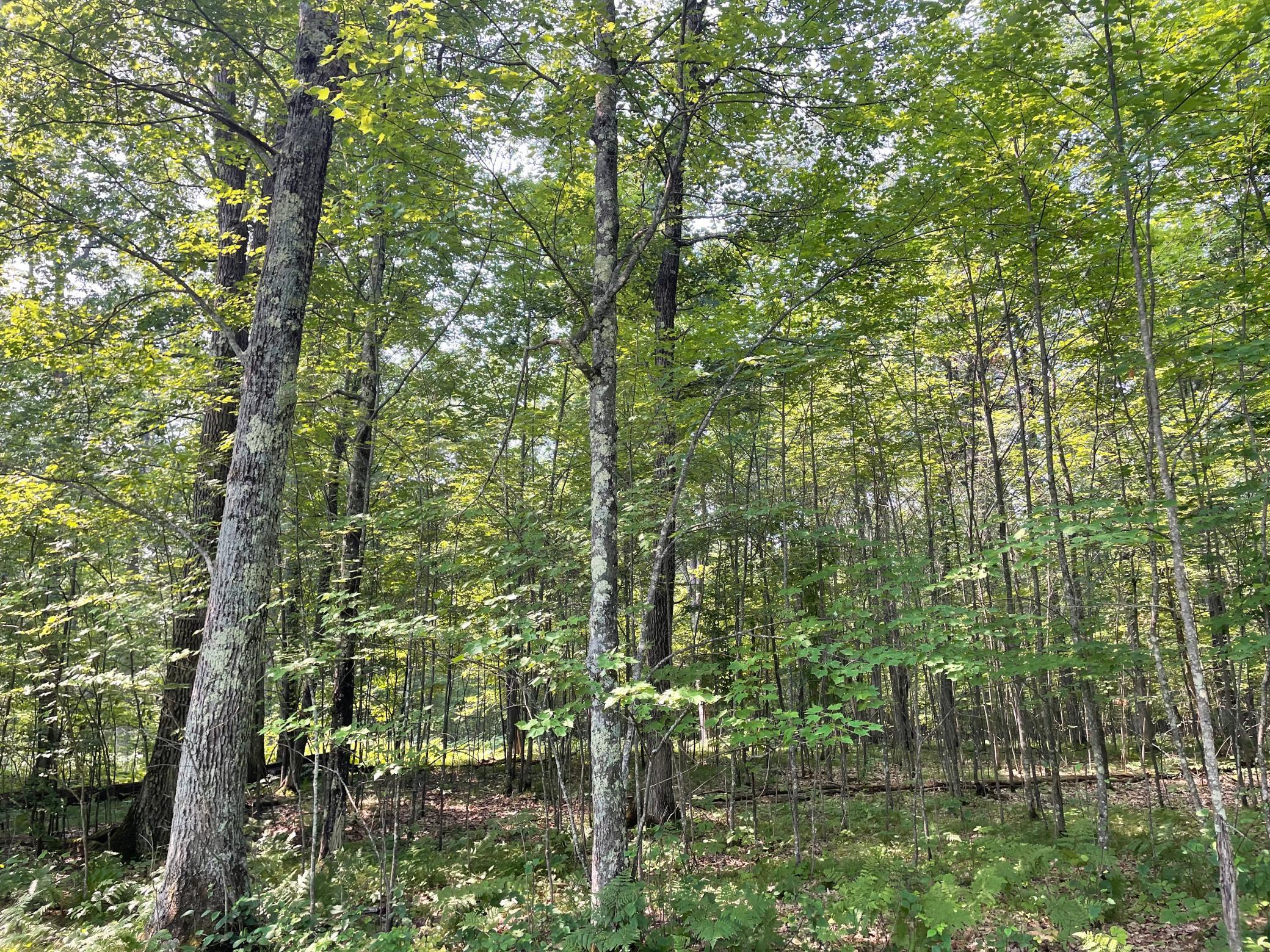 Tbd Doetch Lane Gordon, WI 54838 - Photo 49 of 93