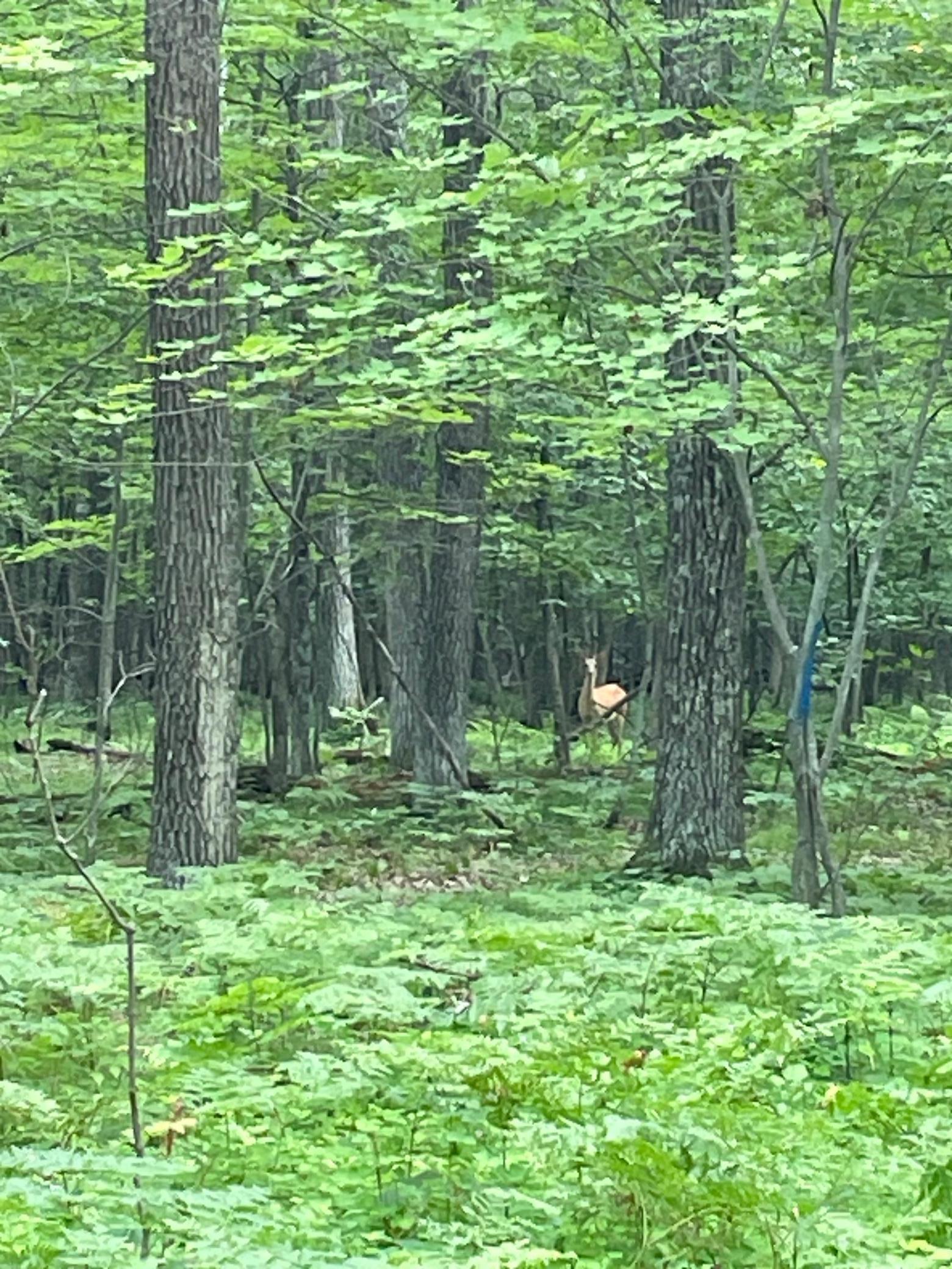 Tbd Doetch Lane Gordon, WI 54838 - Photo 71 of 93