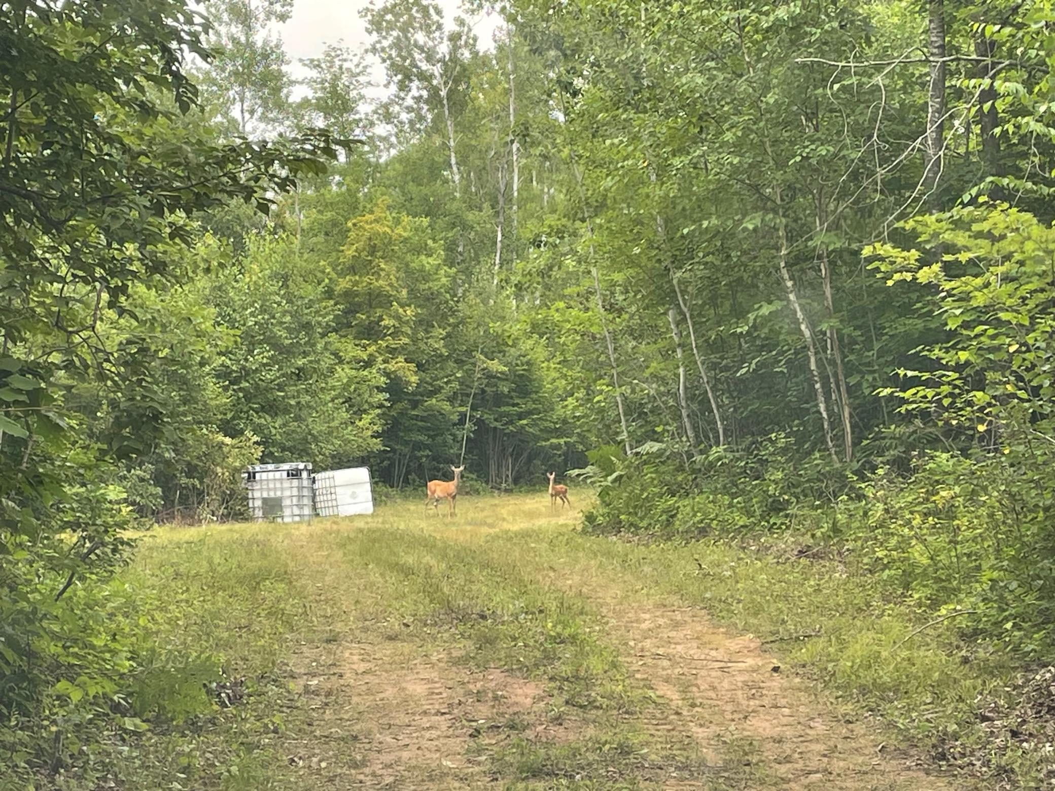 Tbd Doetch Lane Gordon, WI 54838 - Photo 82 of 93