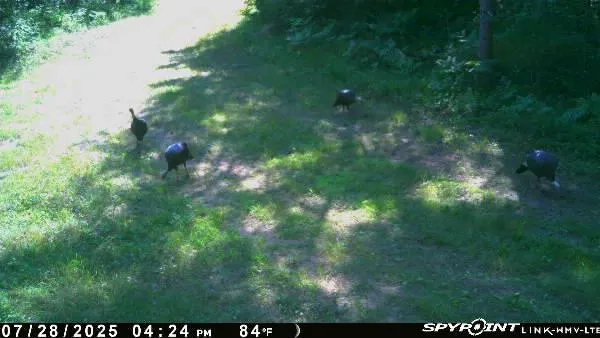 $399,900 | Tbd Doetch Lane, Gordon, WI 54838