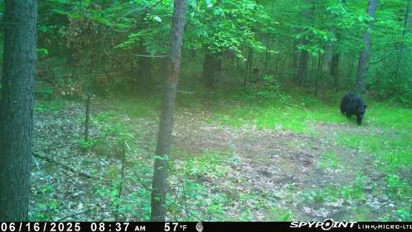 $399,900 | Tbd Doetch Lane, Gordon, WI 54838