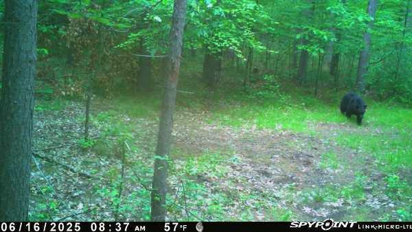 Tbd Doetch Lane Gordon, WI 54838 - Photo 93 of 93