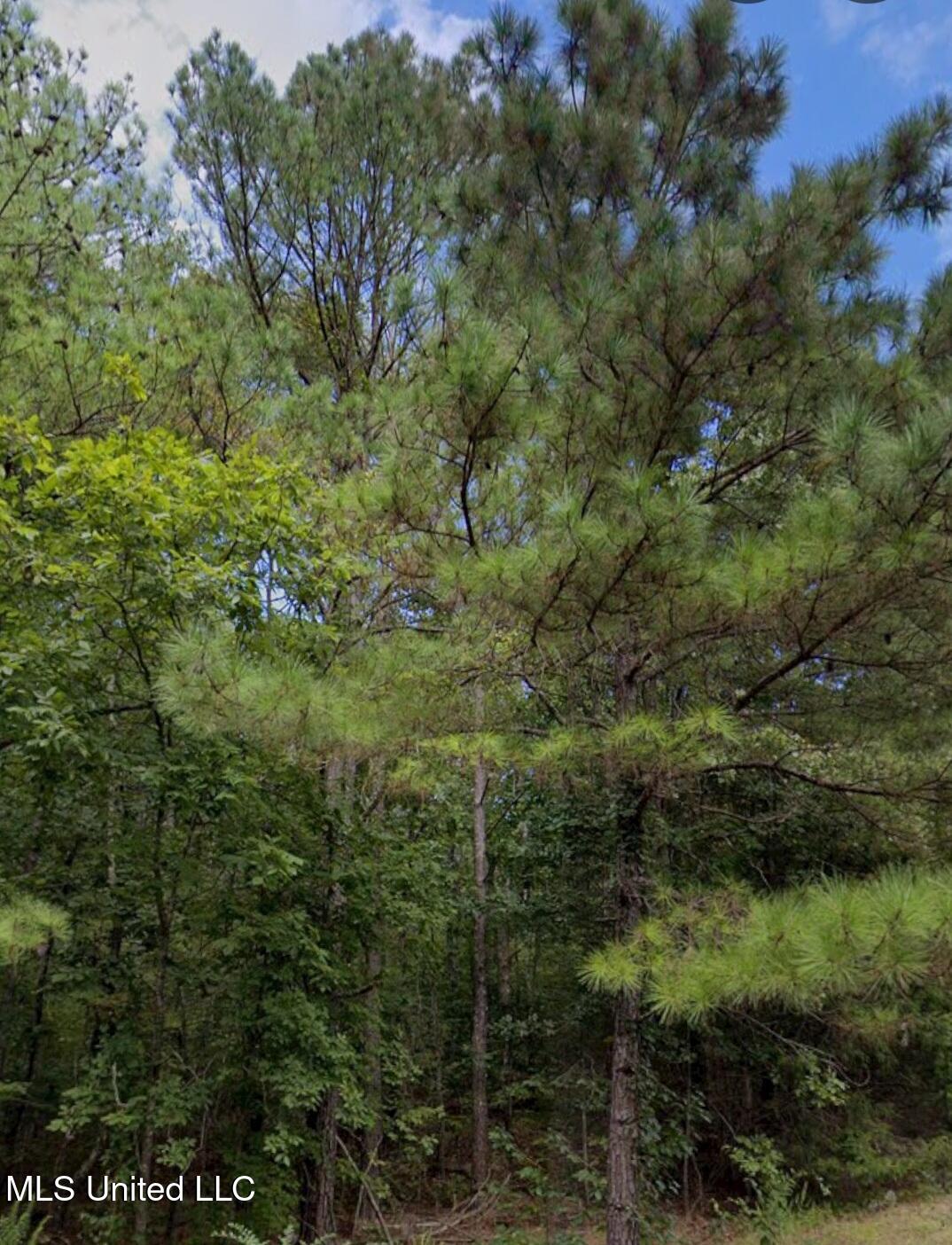 32 Co Road Dennis, MS 38838 - Photo 5 of 10 26154