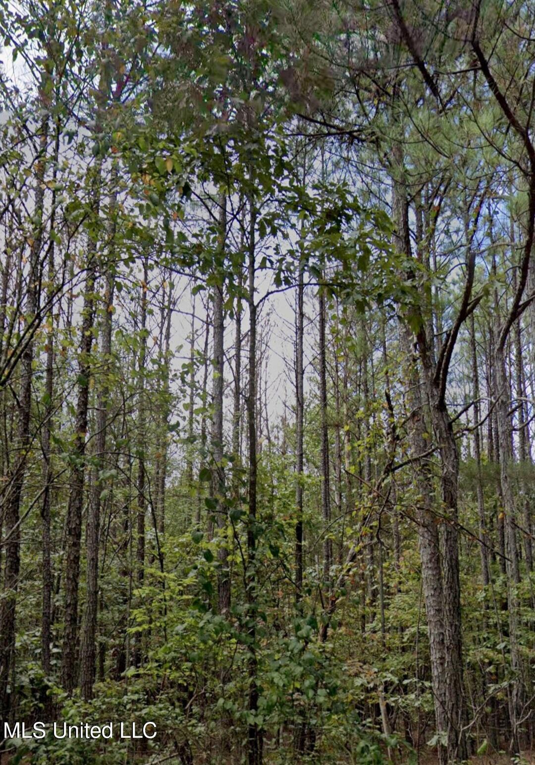 32 Co Road Dennis, MS 38838 - Photo 6 of 10 26152