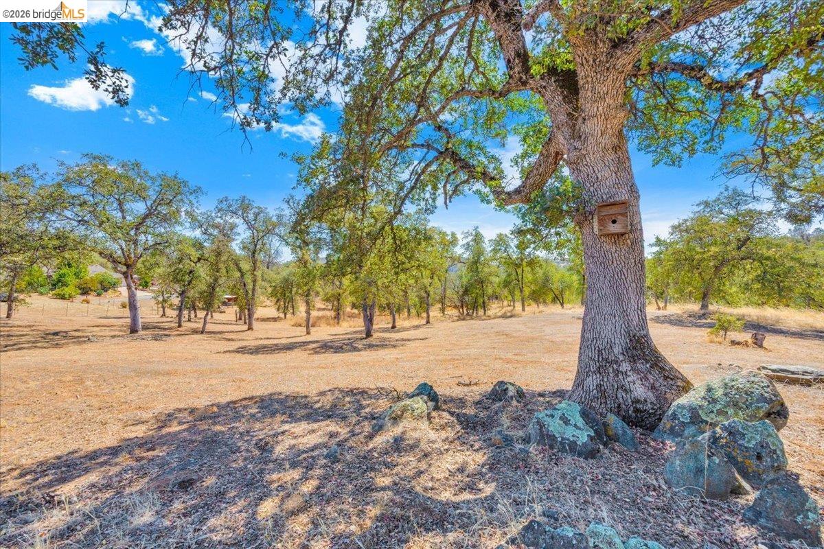 14450 Jacksonville Road Jamestown, CA 95327 - Photo 79 of 85 Expansive natural landscape featuring mature trees, a clear blue sky, and scattered rock formations