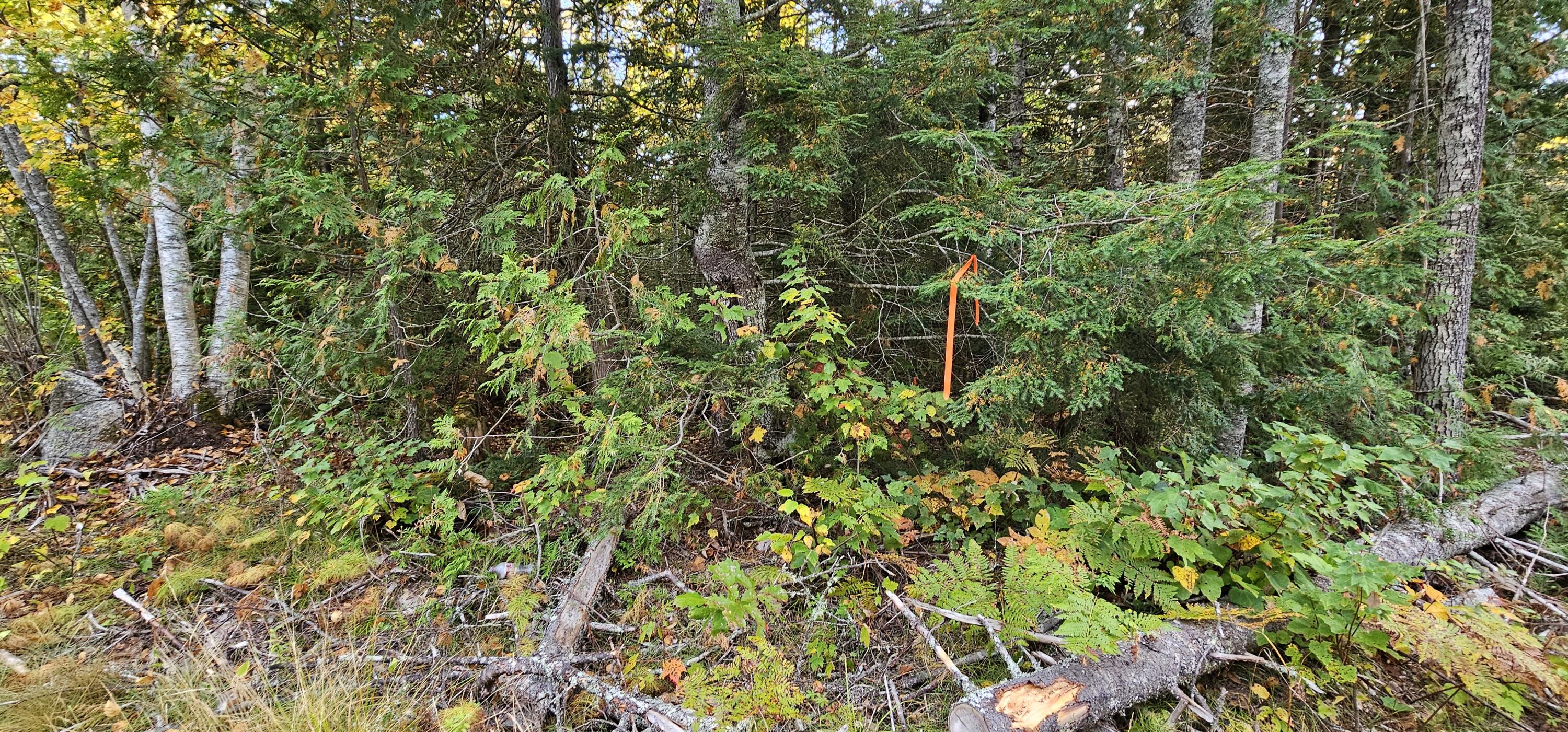 12 Part Of Road Franklin, ME 04634 - Photo 6 of 14 D Macomber Mill Rd