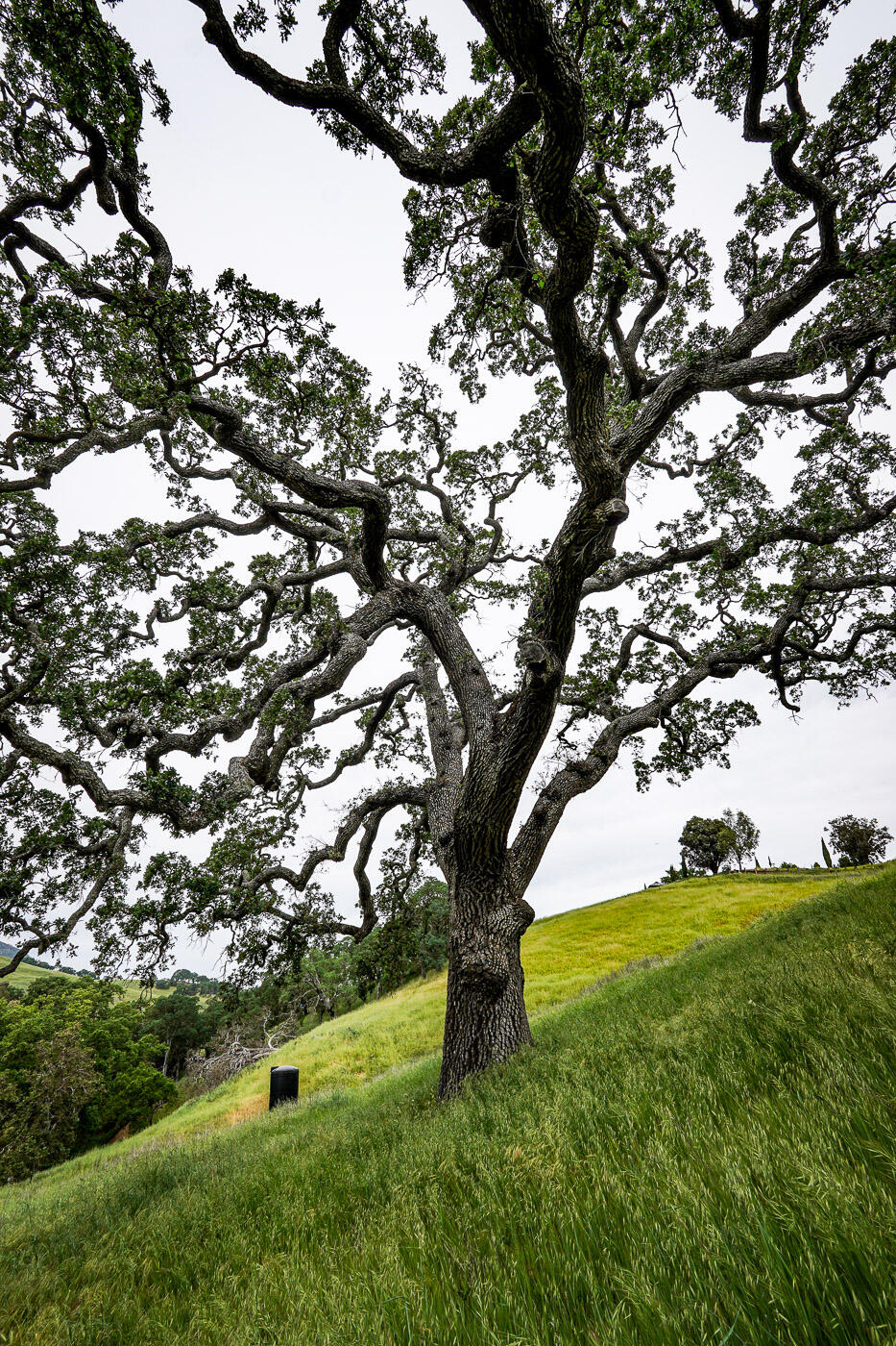 6115 Morgan Territory Road Clayton, CA 94517 - Photo 45 of 76 Morgan Territory Rd (46)