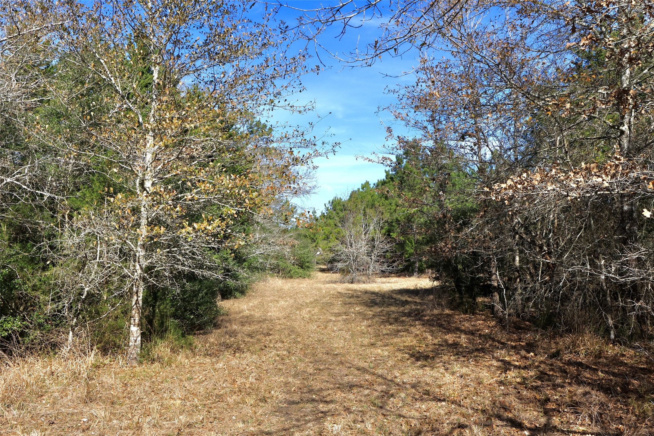 10173 Deer Ridge Road Bedias, TX 77831 - Photo 11 of 46 a view of outdoor space and yard