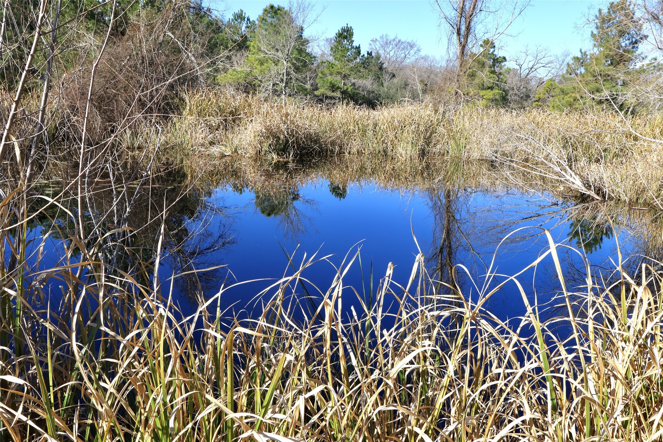 10173 Deer Ridge Road Bedias, TX 77831 - Photo 16 of 46