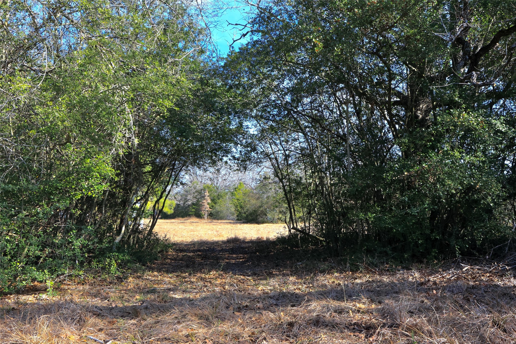 10173 Deer Ridge Road Bedias, TX 77831 - Photo 24 of 46 a view of backyard with tree