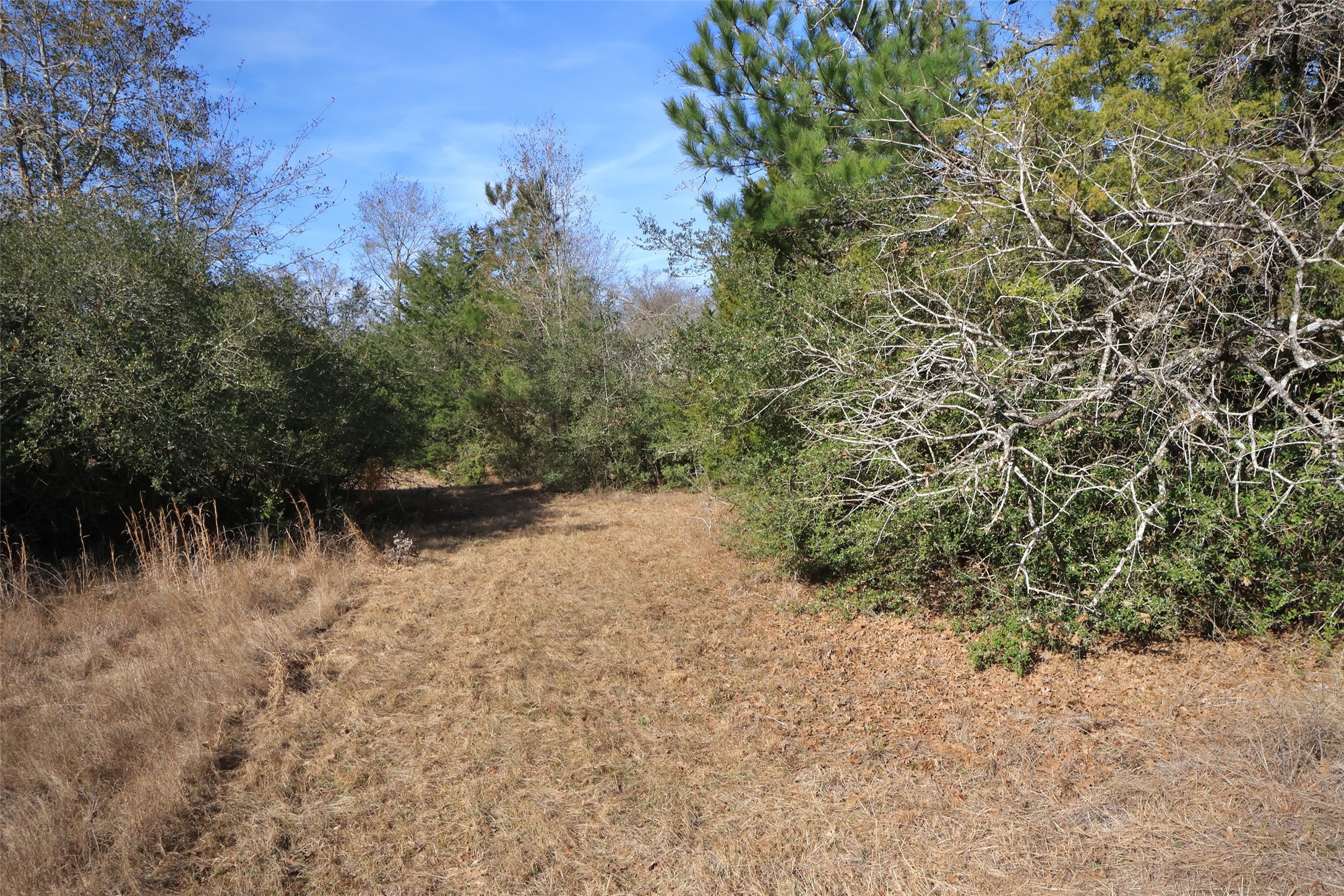 10173 Deer Ridge Road Bedias, TX 77831 - Photo 27 of 46 a view of a lake with a tree