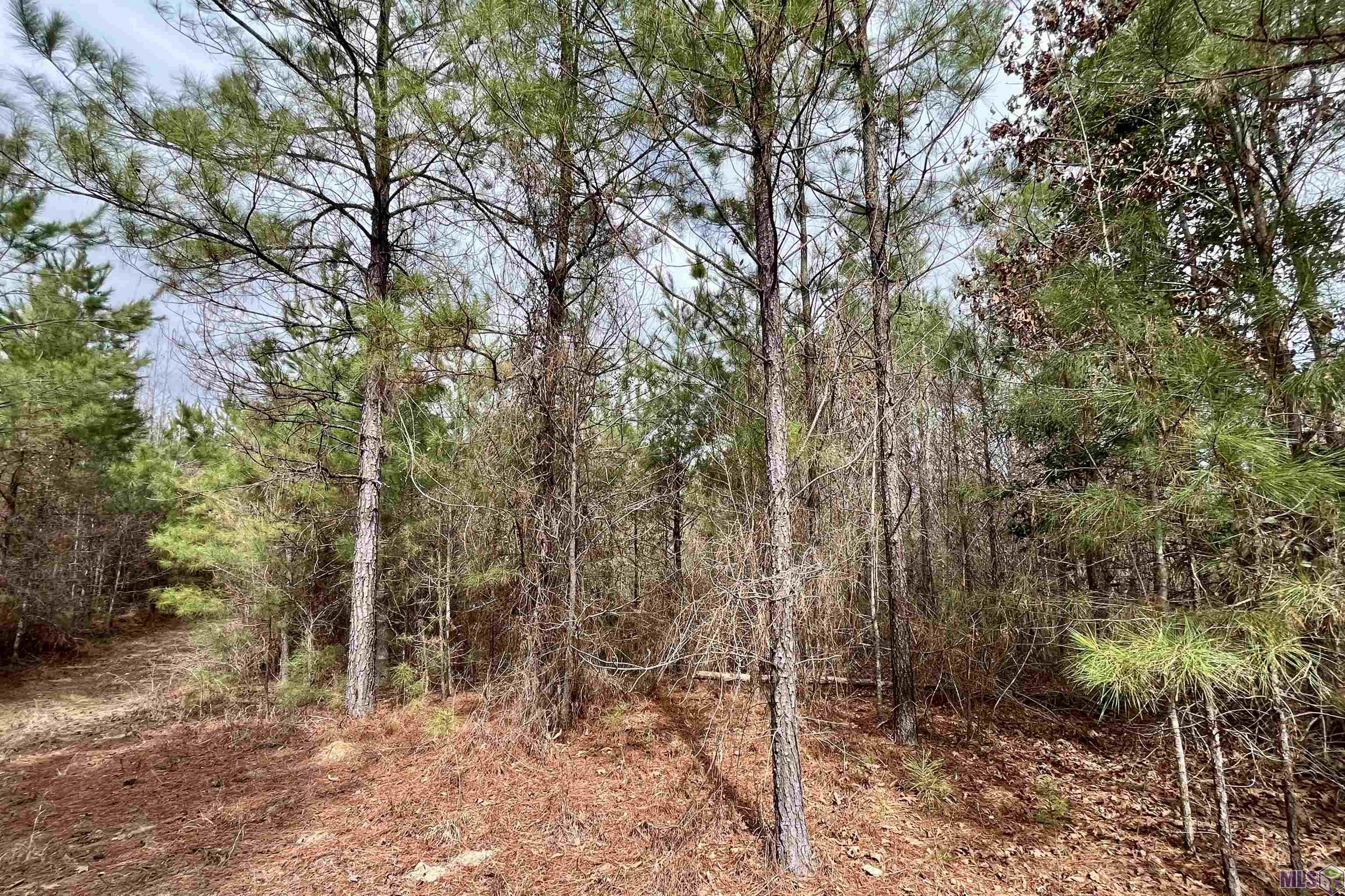 1 Ford Road Marion, LA 71260 - Photo 4 of 10