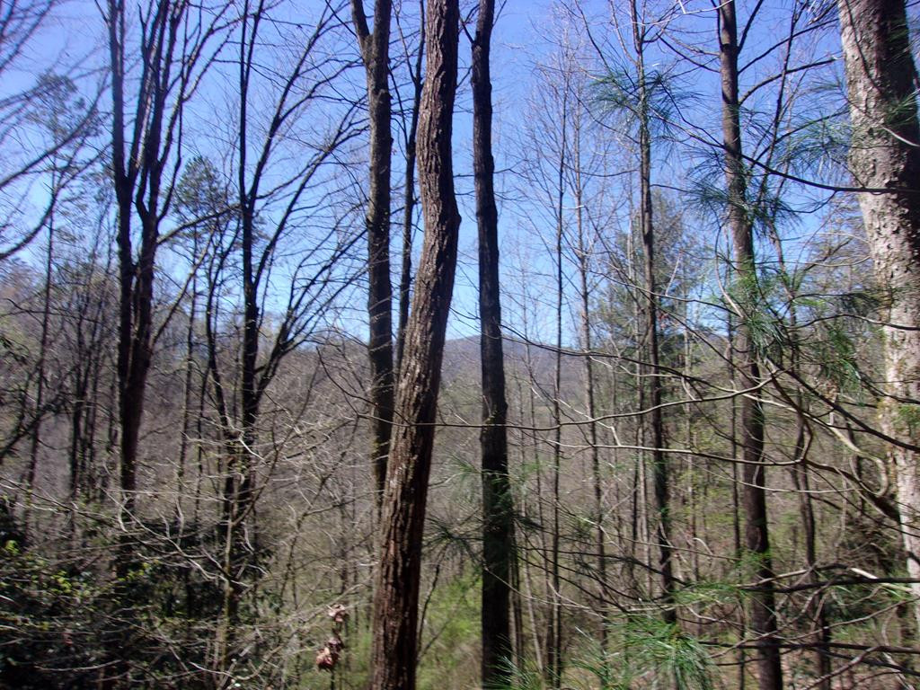 6309 Fairview Road Marble, NC 28905 - Photo 7 of 10