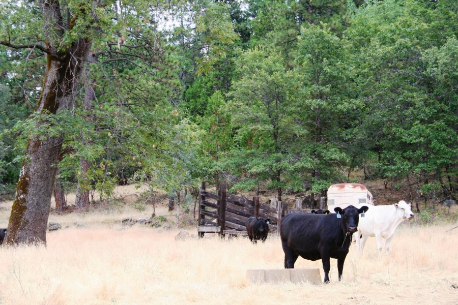 30378 Withrow Road Shingletown, CA 96088 - Photo 34 of 58 Ready for cattle, view 3